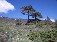 Torrente_Quarantore - 20100606 061.jpg